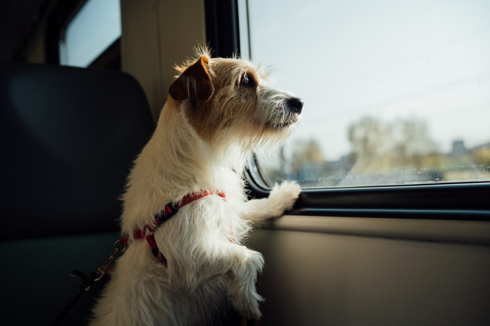 Road Tripping with Fido: 5 Must-Have Supplies for a Pet-Friendly Adventure